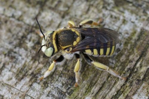 Anthidium diadema
